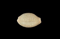 藏品(疙瘩寶螺)的圖片